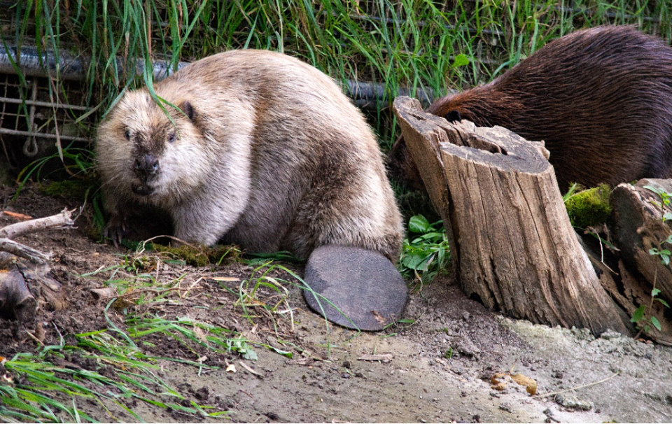 Jolene, a North American beaver, died unexpectedly overnight at the Utica Zoo in December 2023. Her fellow beaver Frances had to be euthanized for respiratory problems the same week. They were the only two beavers currently in the zoo.