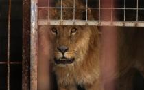 The only surviving bear and lion in Mosul zoo finally get treatment, after Isil driven from area