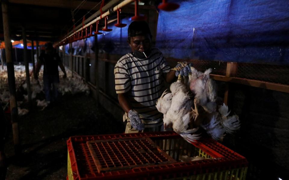 A worker puts chickens into a cage at a poultry farm in Sepang, Selangor - Hasnoor Hussain/REUTERS