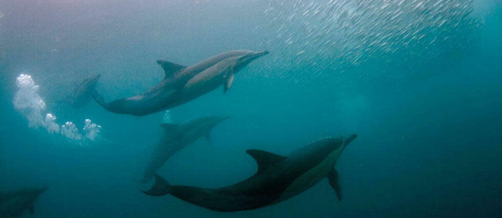 La présence des dauphins au large du golfe de Gascogne est menacée par la pêche.   - Credit:COLIN MARSHALL / Biosphoto / Biosphoto via AFP