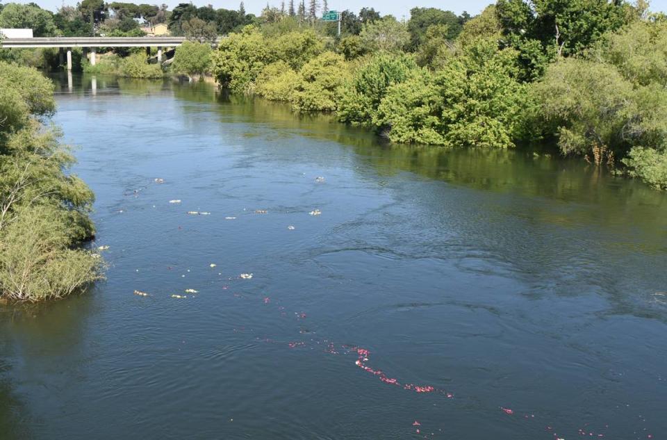 Flowers float on the Tuolumne River after being tossed from the Seventh Street Bridge in Modesto as part of a Memorial Day commemoration on Monday, May 29, 2023. Deke Farrow/jfarrow@modbee.com