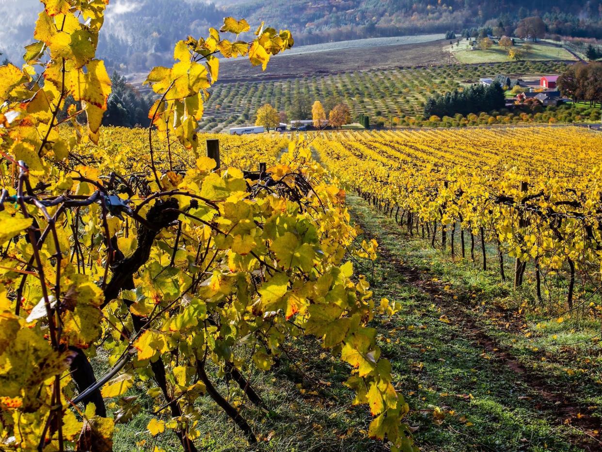 vineyard in Willamette Valley oregon