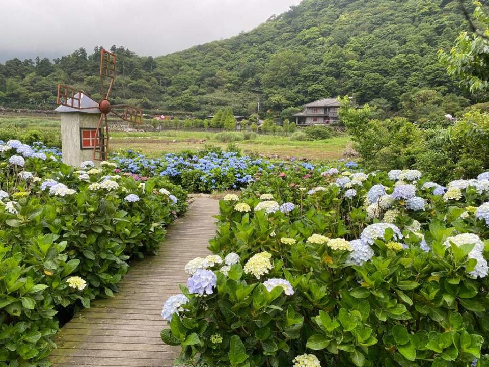 繡球花花色漸層多變，美不勝收。   圖：台北市政府工務局大地工程處／提供