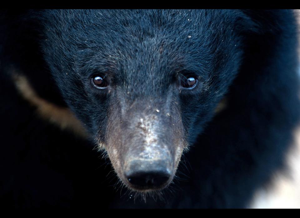 A bear is seen at one of the traditional Chinese medicine company Guizhentang's controversial bear bile farms in Hui'an, southeast China's Fujian province on February 22, 2012. Bear bile has long been used in China to treat various health problems, despite skepticism over its effectiveness and outrage over the bile extraction process, which animal rights group say is excruciatingly painful for bears.        STR/AFP/Getty Images