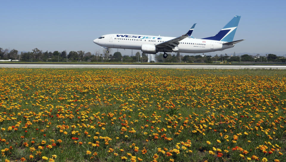This Monday, March 18, 2019 photo provided by Los Angeles World Airports shows flowers in bloom between runways on the north side of Los Angeles International Airport, treating visitors to a rare visual spectacle. Heavy winter rains spawned the super bloom of flowers at the airport and elsewhere around California. The largest concentration of blooming flowers at the airport is on its north side between two runways that stretch for 10,880 feet (3,316 meters). (Los Angeles World Airports via AP)