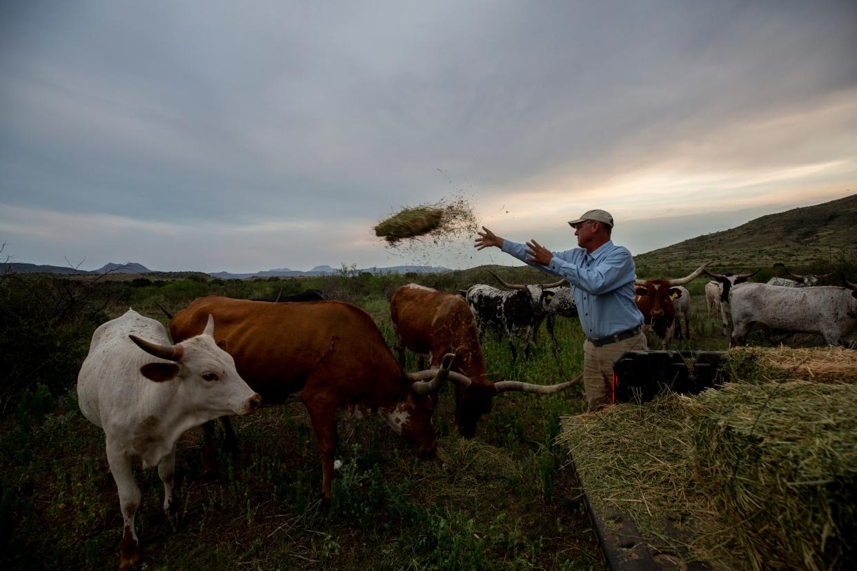 Jeff Williams, a rancher, feeds his Texas Longhorns at sunrise in Alpine, Texas. Williams has had difficulty finding workers for his ranch and alfalfa farming operations.