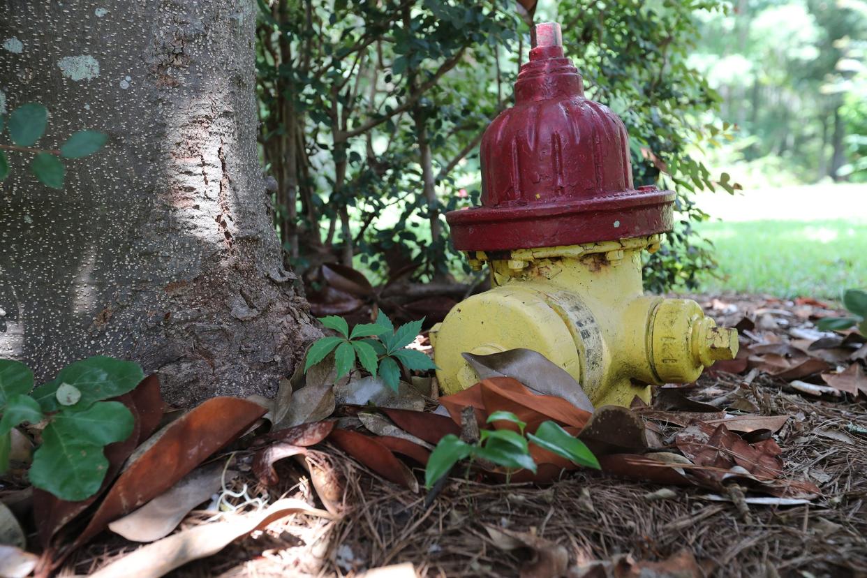 A hydrant that is considered out of service by Chatham Fire is buried by a tree, with a big root running under the front hose connection. The hydrant is located in front of a Southbridge home.