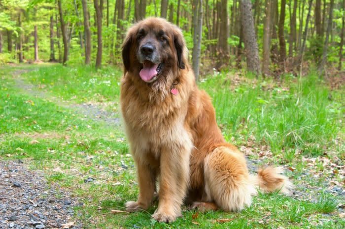 Leonberger Dog Sitting In Forest, Giant Breed