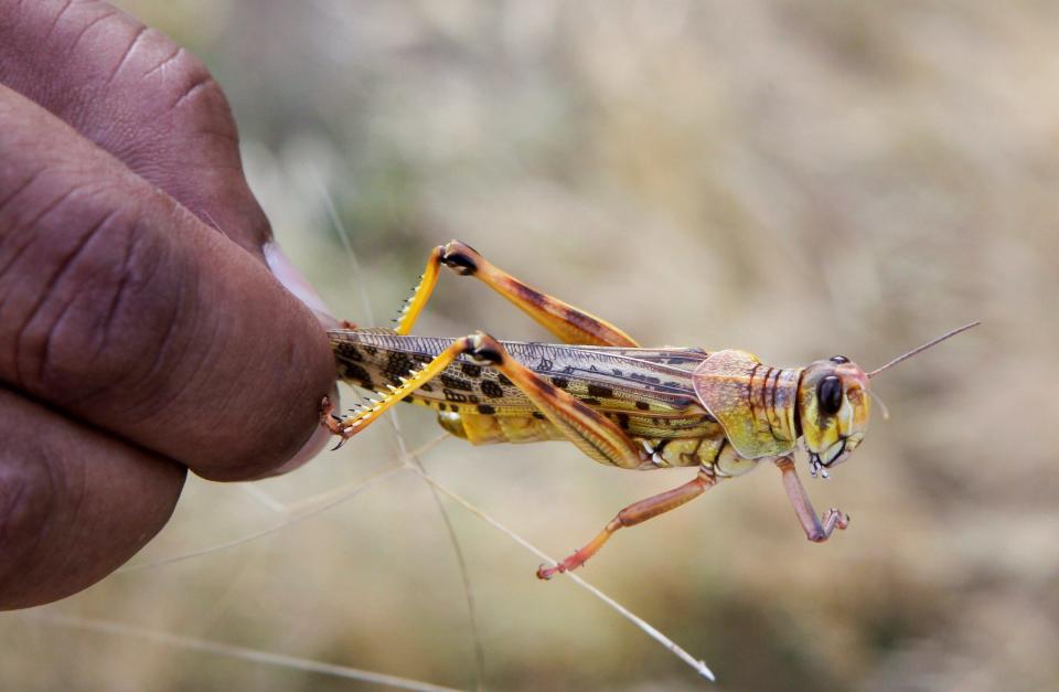 man holds a locust.JPG