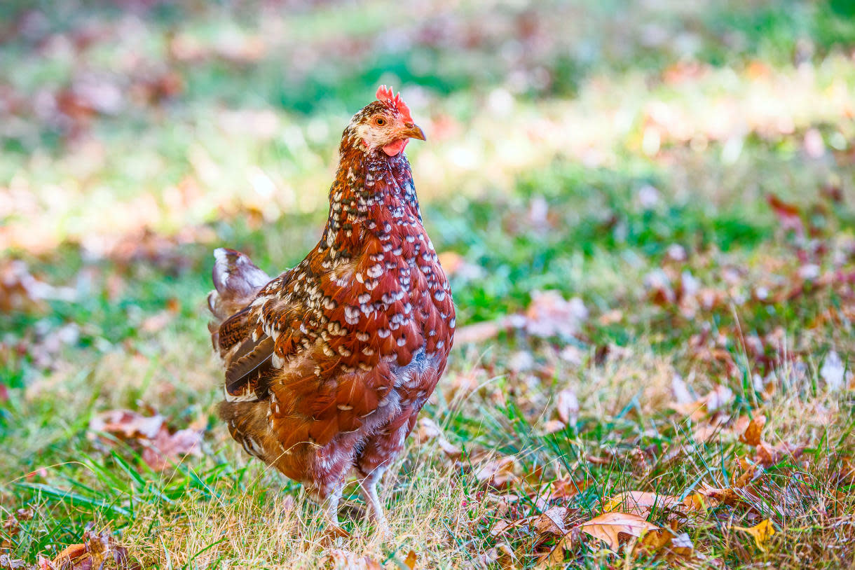 Poule Sussex tachetee