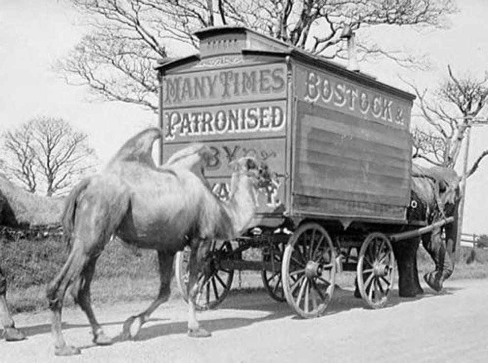 Legend suggested that Nancy belonged to Bostock and Wombwell’s menagerie, pictured (National Fairground & Circus Archive/PA Wire)