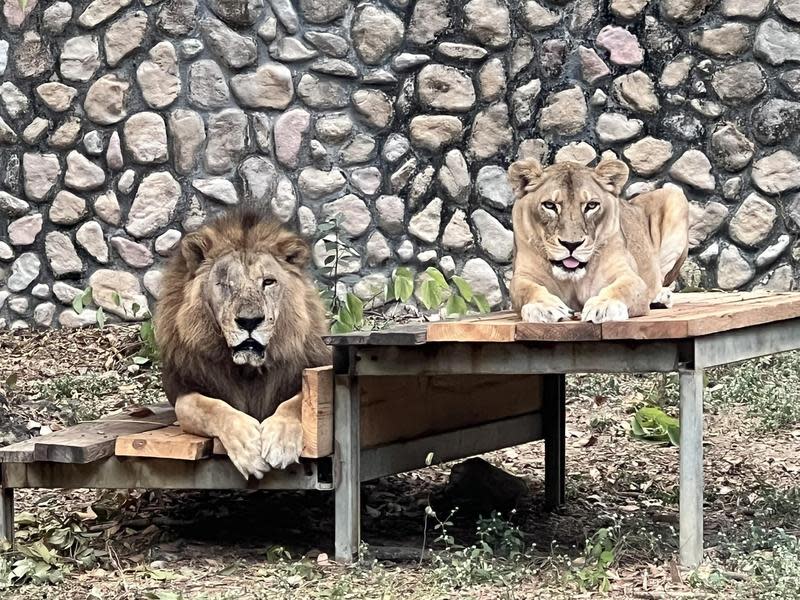 公獅「二哥」（左）在壽山動物園的悉心照料下，身體狀況好了許多。（翻攝壽山動物園臉書）