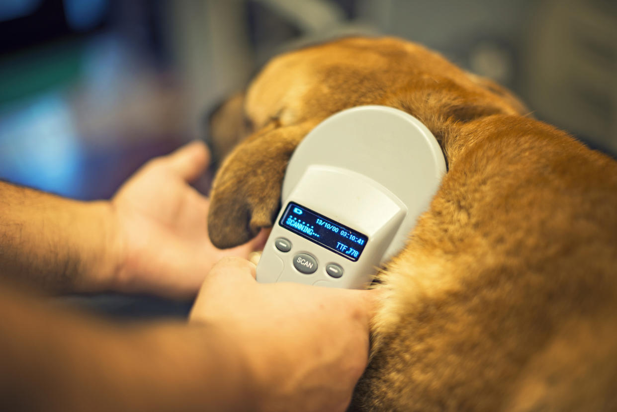 Über einen Mikrochip unter der Haut können Hunde und Katzen identifiziert werden. (Symbolbild: Getty Images)