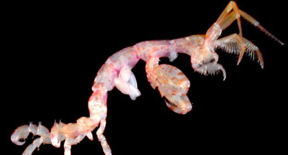 A close up image of a skeleton shrimp with a black background.
