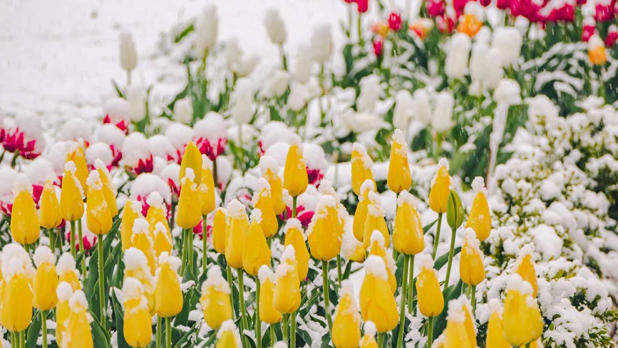  tulips under snow 