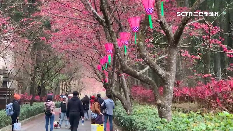 正值櫻花季的南投縣人潮爆滿，除九族外，日月潭也湧現人潮。