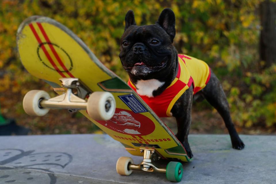 A French Bulldog named Nord Boss stands with his skateboard at a skatepark in the Sokolniki Park in Moscow, Russia October 14, 2020. Picture taken October 14, 2020. REUTERS/Evgenia Novozhenina