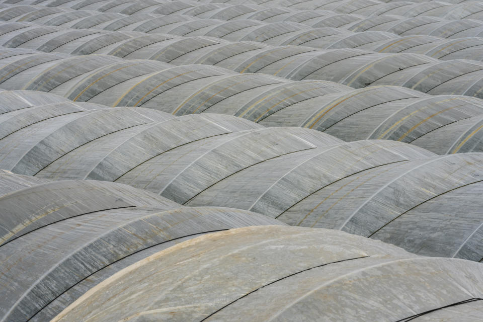 Plastic sheets cover a blueberry plantation near Lucena del Puerto, southwest Spain, Wednesday, Oct. 19, 2022. Farming and tourism had already drained the aquifer feeding Doñana. Then climate change hit Spain with record-high temperatures and a prolonged drought this year. (AP Photo/Bernat Armangue)