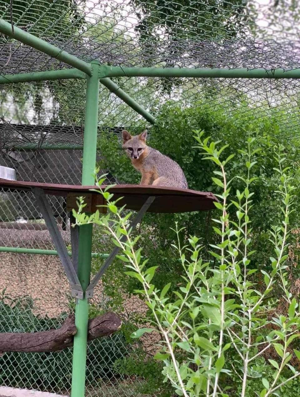 Gray fox, seen at the Laredo College Nature Center