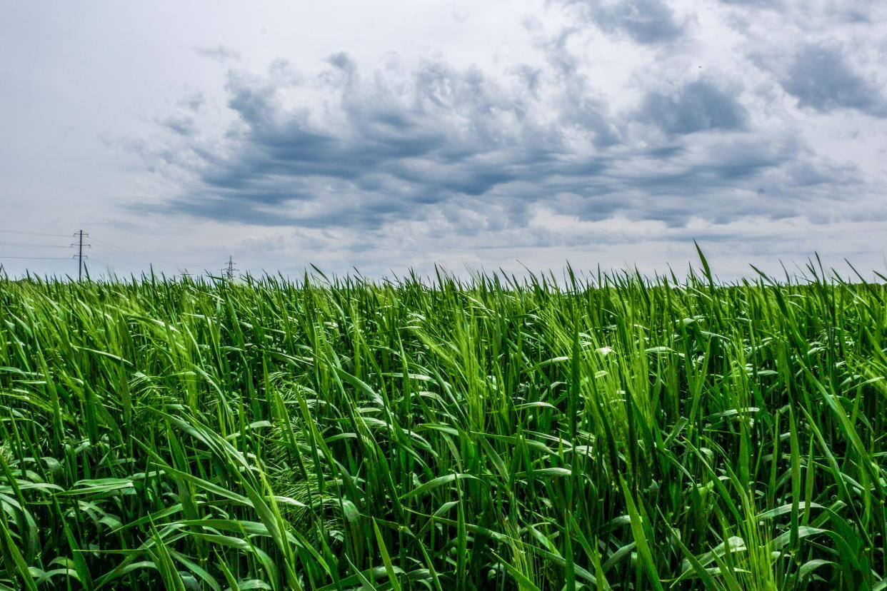 A green wheat field in Ukraine.