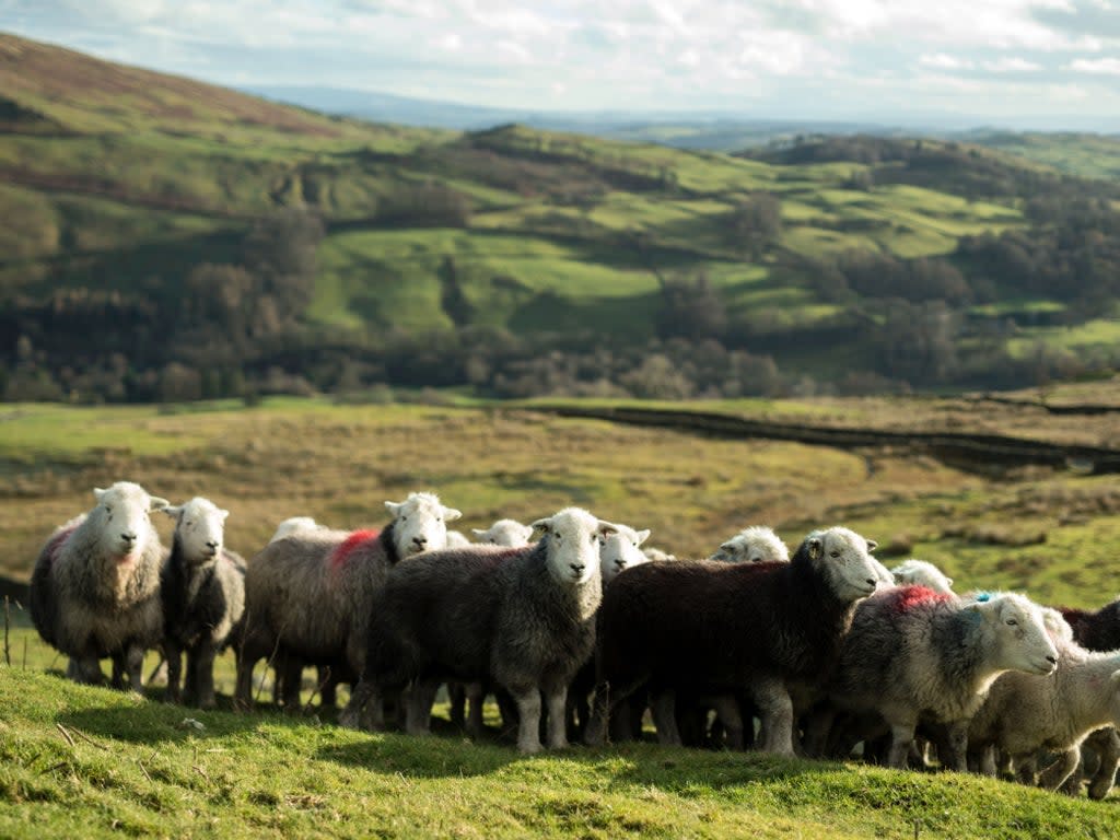 Managers of England’s national parks will work together under the scheme  (AFP via Getty Images)