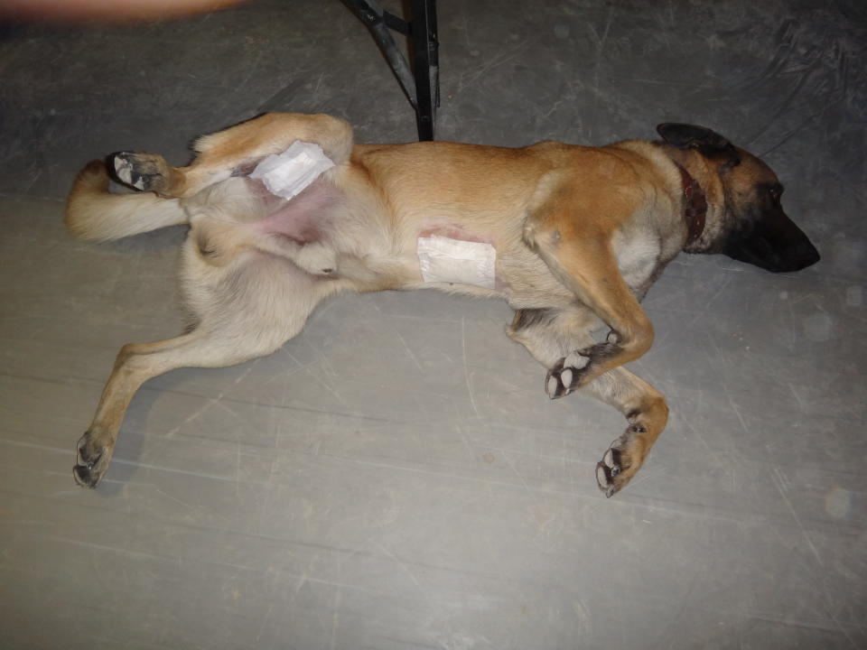 Mali after receiving treatment for his shrapnel wounds (PDSA)