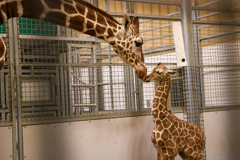 newborn baby giraffe at Omaha's Henry Doorly Zoo