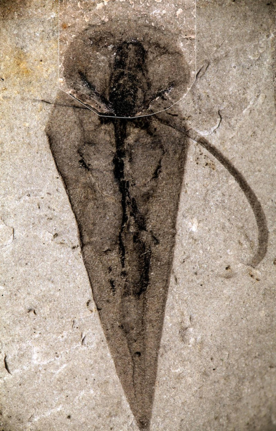 The hyolith <i>Haplophrentis carinatus</i>, found fossilized in the Burgess Shale in British Columbia's Kootenay National Park. A curved "helen" is visible protruding from between the cone-like bottom shell and the round top shell. <cite>© Royal Ontario Museum</cite>