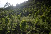 <p>Petro visitó estas plantaciones de Catatumbo para hablar con los cultivadores de coca y negociar una transición hacia un cultivo legítimo y viable que ayude a impulsar la producción nacional de alimentos. (Foto: Raul Arboleda / AFP / Getty Images).</p> 