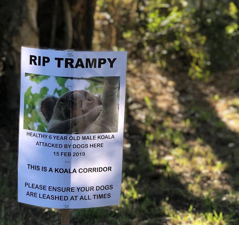 The healthy male was reportedly bitten last Friday on the Sunshine Coast. Source: Queensland Koala Crusaders/ Facebook