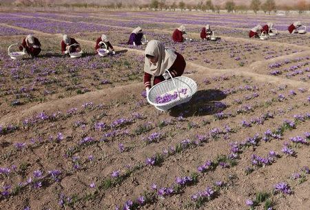 Afghan women collect saffron flowers in the Karukh district of Herat, Afghanistan, November 5, 2016. Picture taken November 5, 2016. REUTERS/Mohammad Shoib