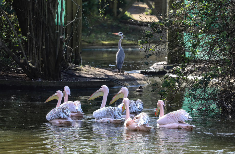 <p>A flock of Pelicans seen swimming towards a Heron in St James' Park as Londoner's take advantage of sunny weather on Easter Sunday. (Photo by Brett Cove / SOPA Images/Sipa USA)</p>
