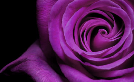 <b>ROSAS LILAS. </b> <br> Representa seducción, deseo, es un color noble. Las rosas lilas son muy femeninas, las cuales son perfectas como regalo para una mujer.