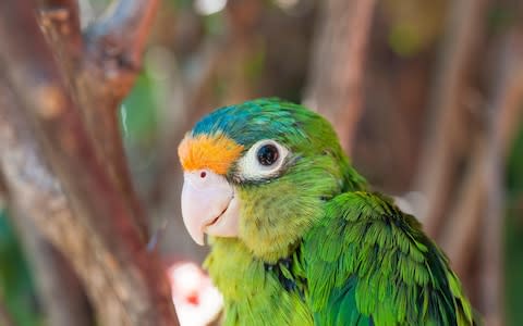 The orange-fronted parakeets are thriving in Christchurch - Credit: My Lit'l Eye / Alamy Stock Photo