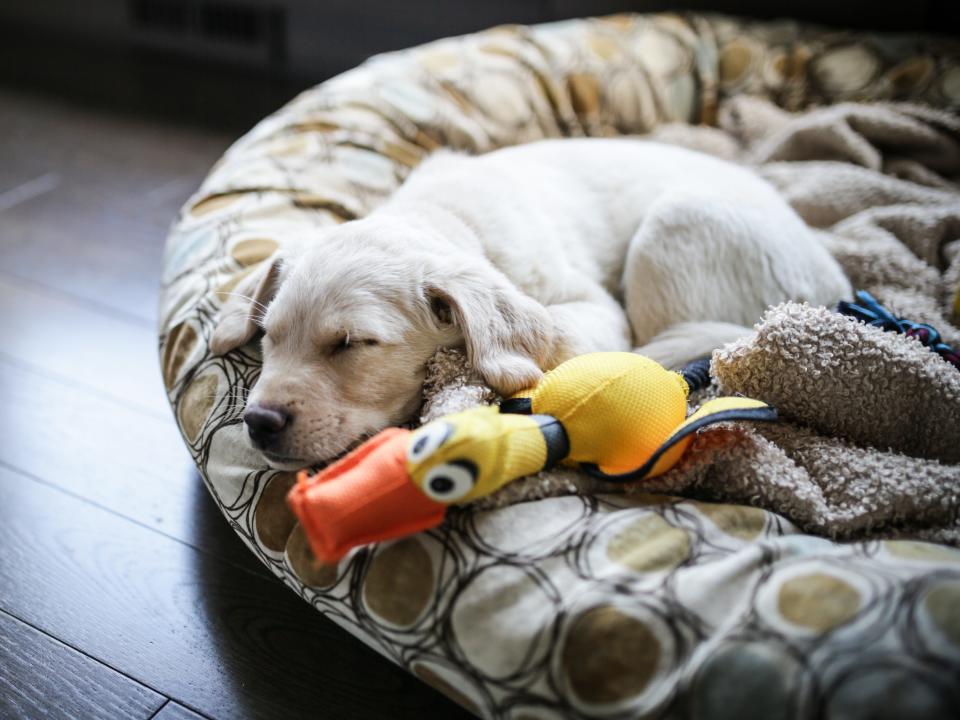 lab puppy