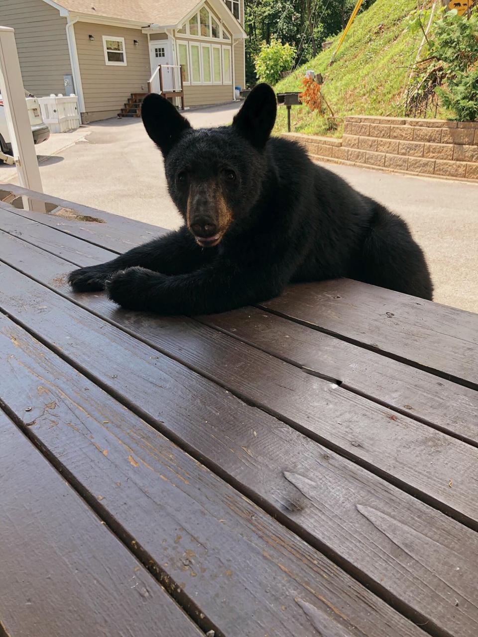 Gatlinburg Bear