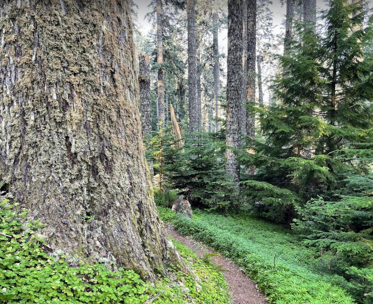 An old-growth forest of noble fir trees at Marys Peak in Oregon's Coast Range. Beverly Law, <a href="http://creativecommons.org/licenses/by-nd/4.0/" rel="nofollow noopener" target="_blank" data-ylk="slk:CC BY-ND;elm:context_link;itc:0;sec:content-canvas" class="link ">CC BY-ND</a>