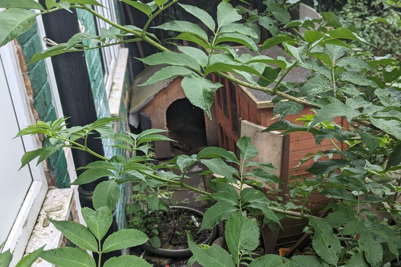 The overgrown garden where Zeus was found dead