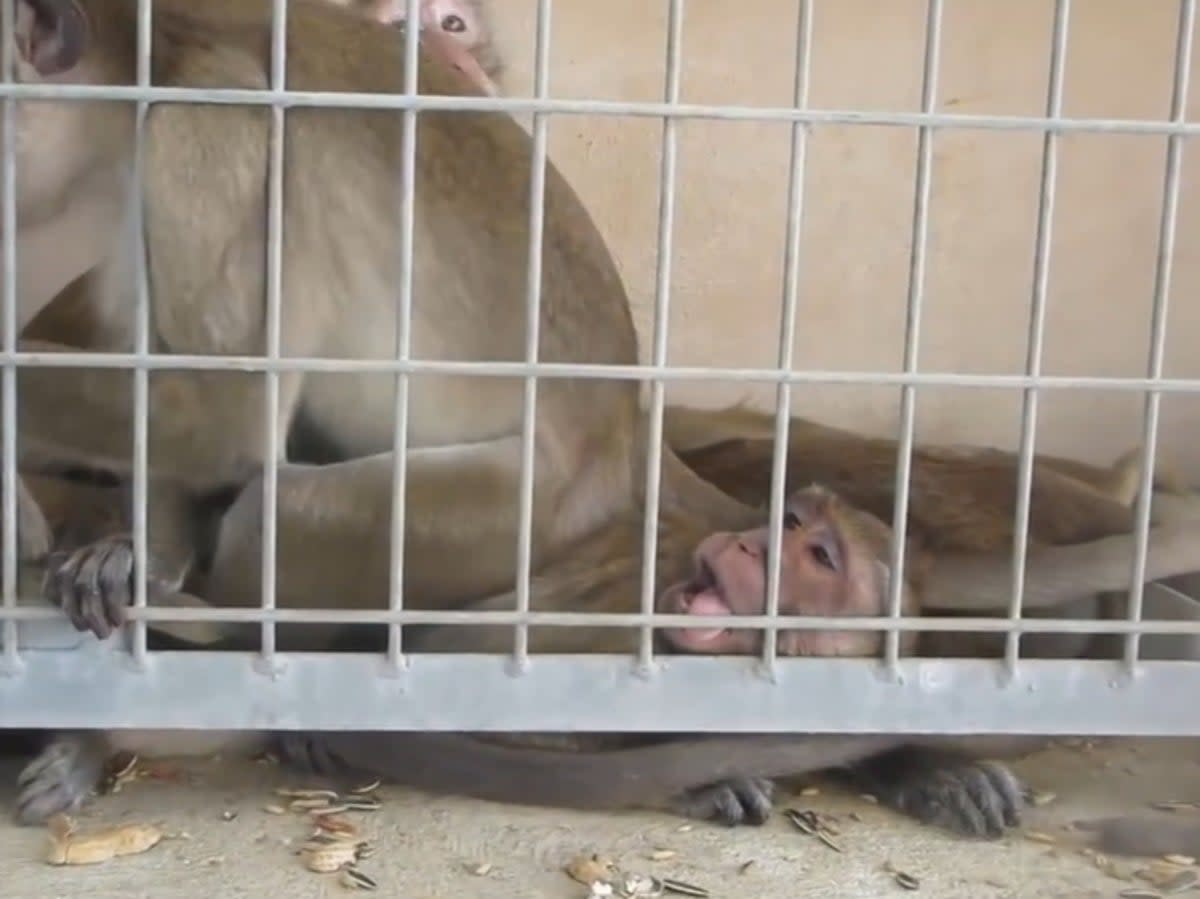 Monkeys waking up after sedation (Peta)