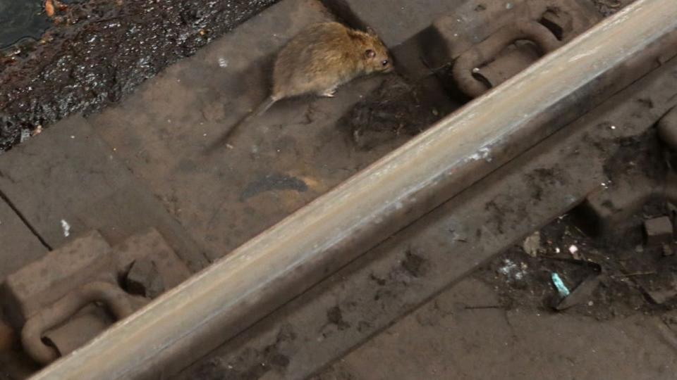 <div>NEW YORK, NY - FEBRUARY 26: A rat walks along the track bed at the Columbus Circle - 59th Street subway station on February 26, 2024, in New York City. (Photo by Gary Hershorn/Getty Images)</div>