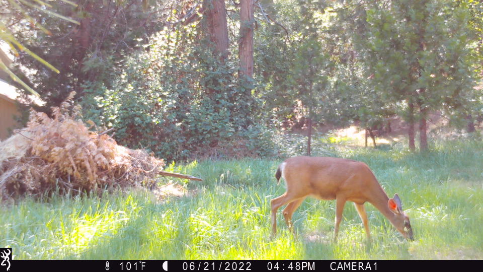 Deer Cam