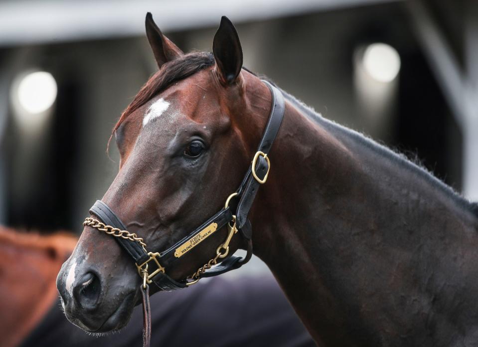 Kentucky Derby contender Forte prepares for a bath Saturday, April 29, 2023, the week before the Derby at Churchill Downs in Louisville, Ky. 