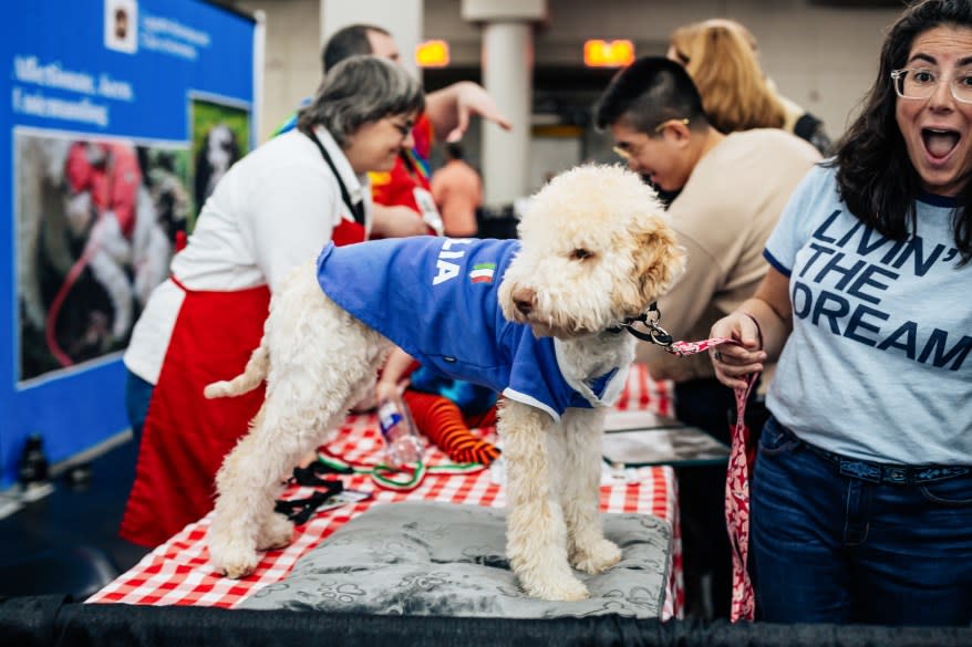 Aurora, an Lagotto Romagnolo, at the American Kennel Club’s “Meet the Breeds” event.