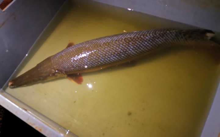 怪魚的真身就是號稱「水中殺手」的雀鱔魚。（圖／翻攝自重慶青年報）