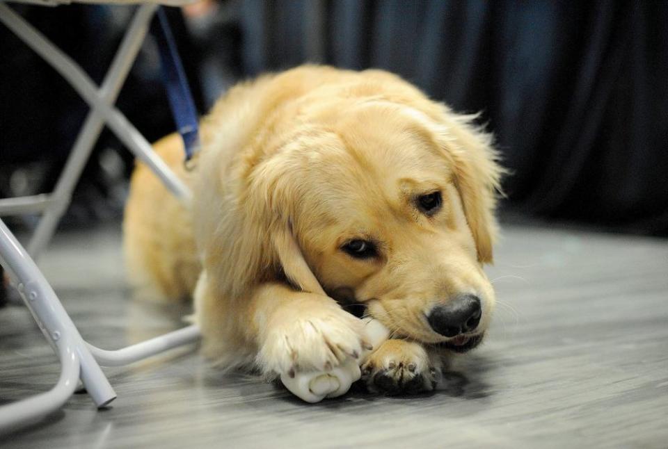 Elizabeth Warren Introduces Her Golden Retriever Bailey at Campaigns