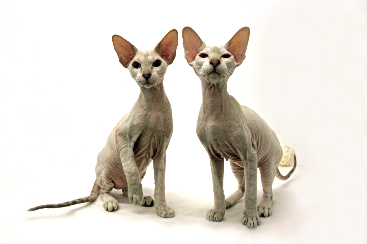 Two Peterbald cats sitting next to each other, looking towards the camera, on a white background