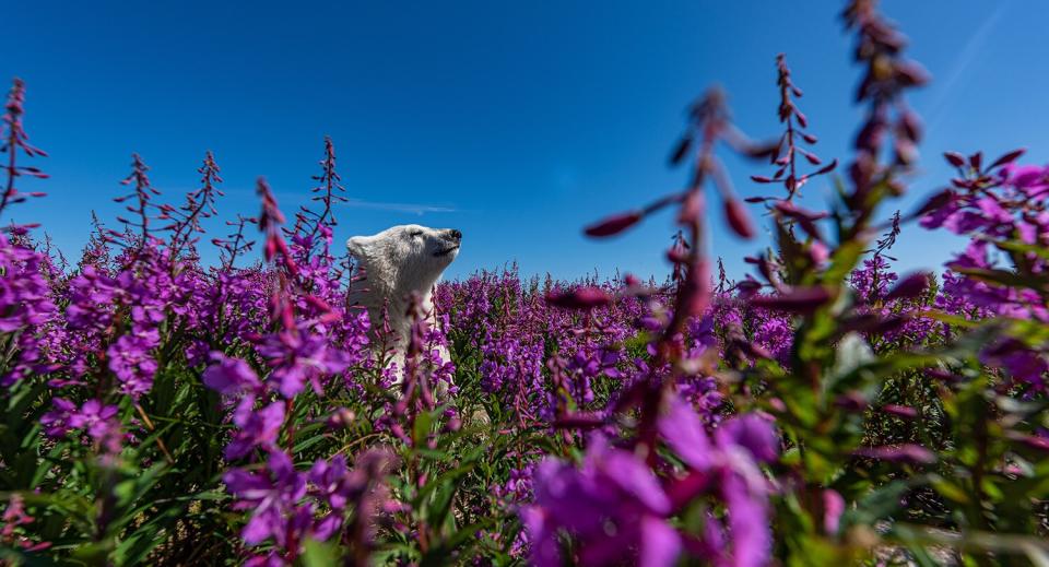 Wildlife Photographer of the Year People’s Choice Award Shortlist - Among the flowers by Martin Gregus, Canada