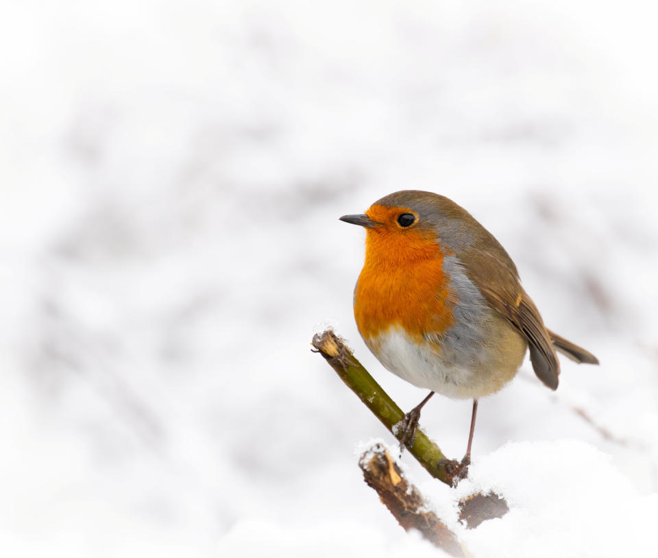 A robin in the snow in the garden of wildlife photographer Kate MacRae in Lichfield, Staffordshire. (SWNS)