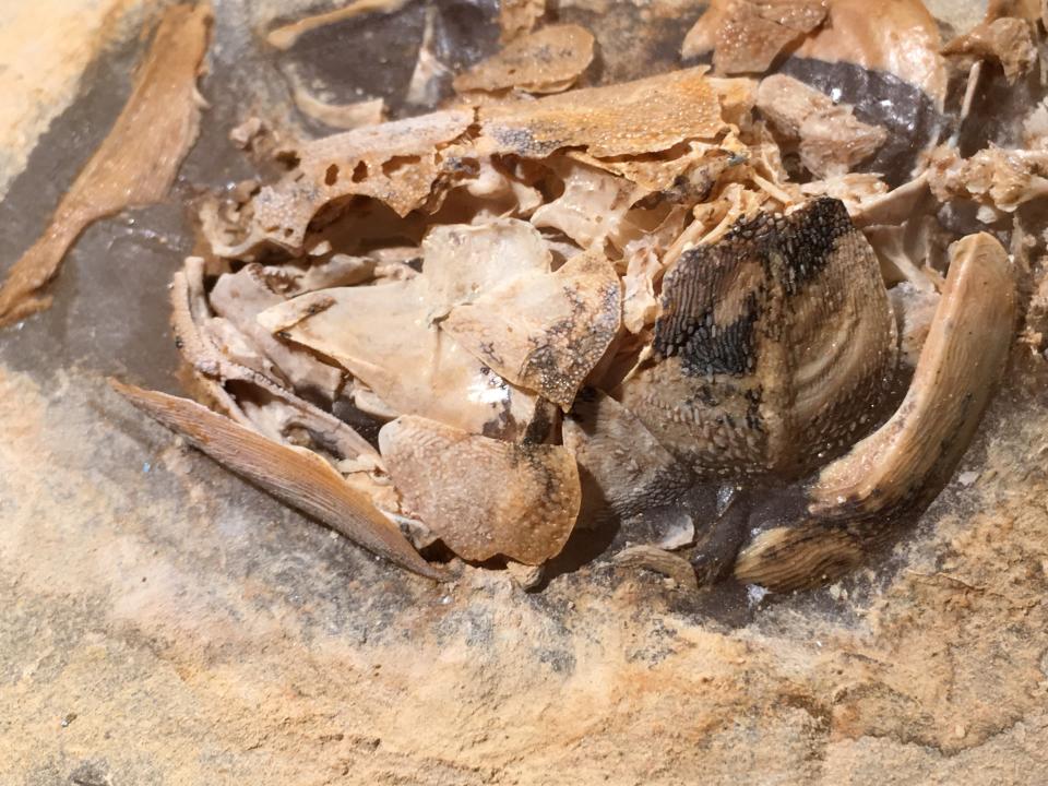 a fossil of a fish skull embedded in rock