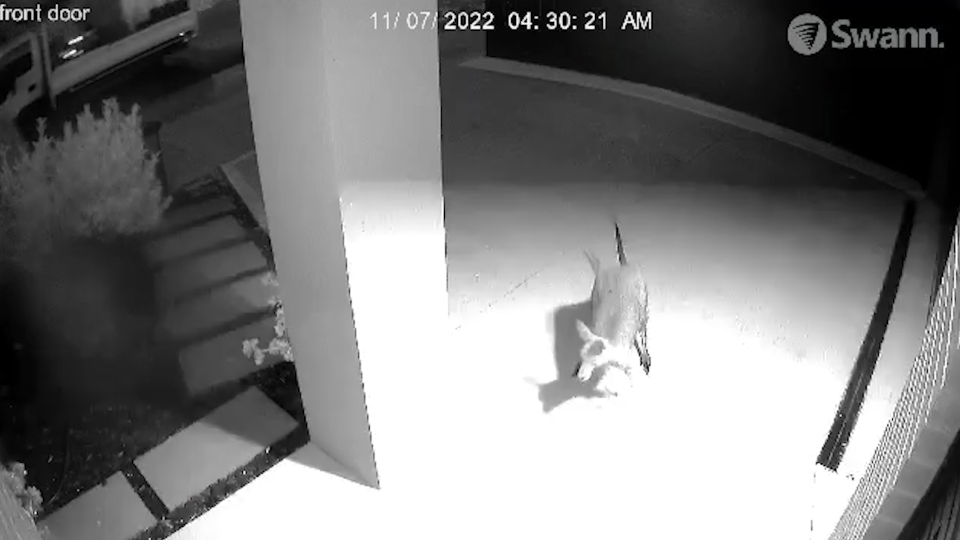 A still from the doorbell camera shows the kangaroo hopping onto Mr Robertson's porch, and the truck driving by in the background.